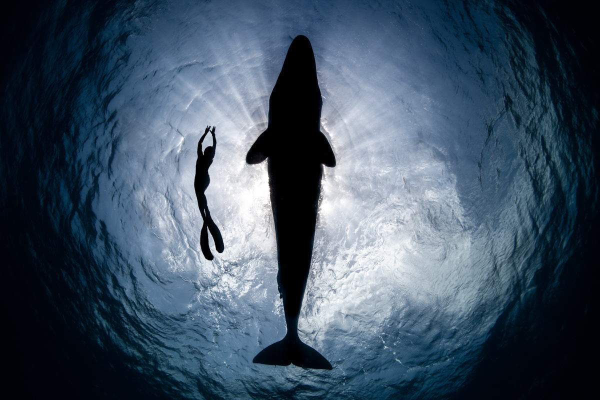 a woman diving with a whale