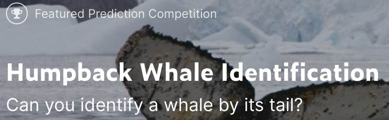 whale fluke